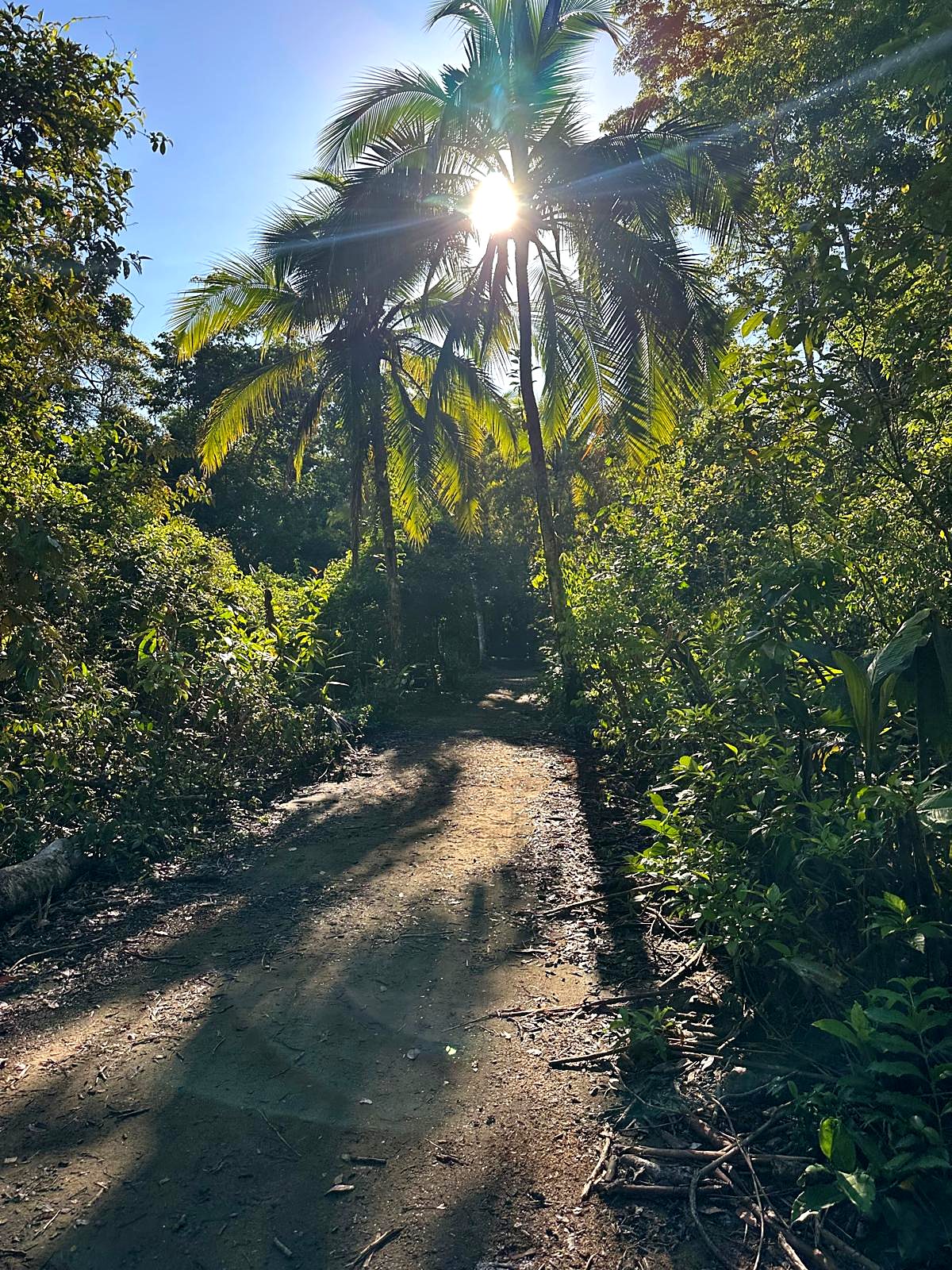 Sun through the palms on a rainforest path