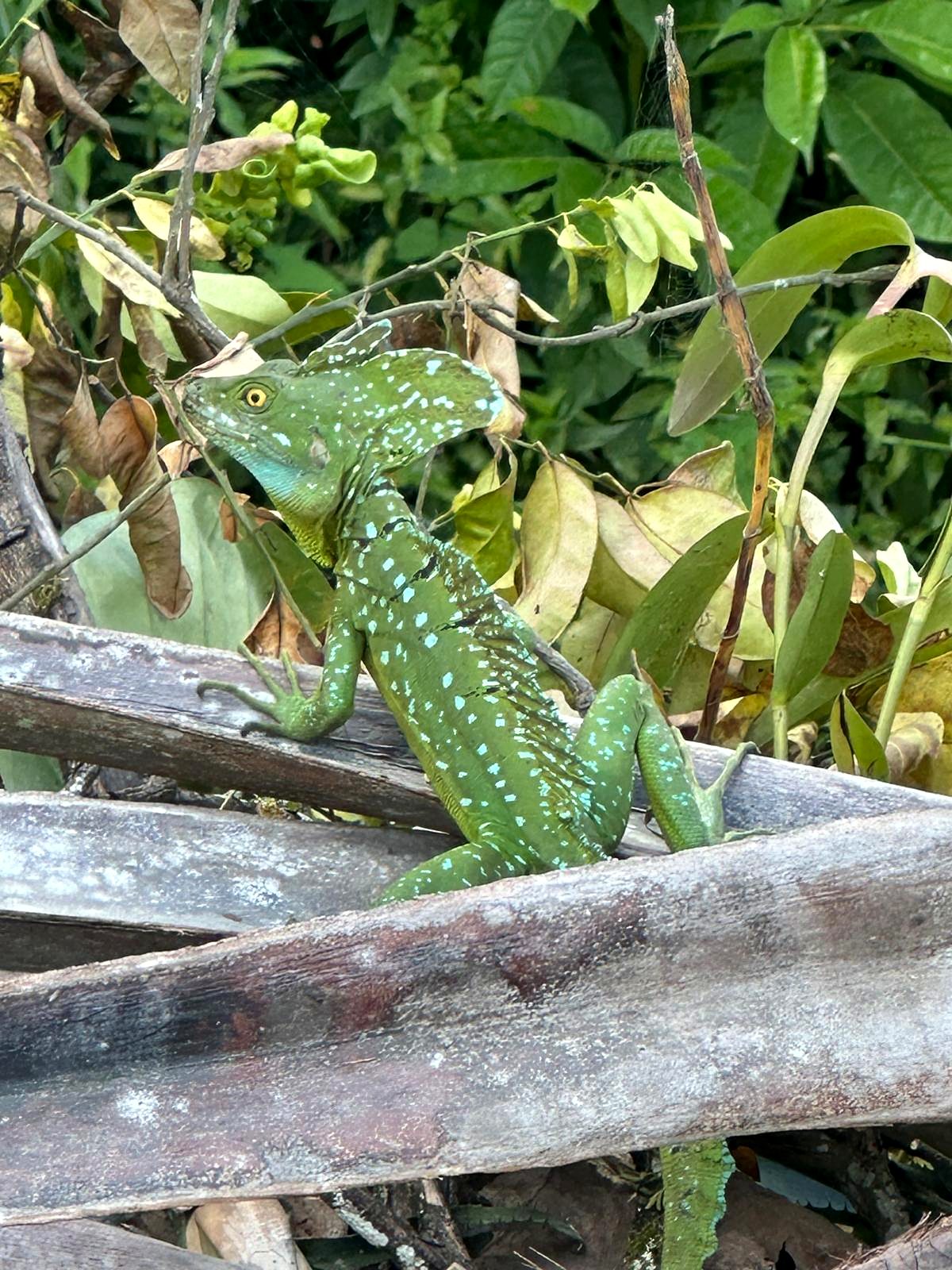 Leaves and bamboo on the forest floor at the reserve