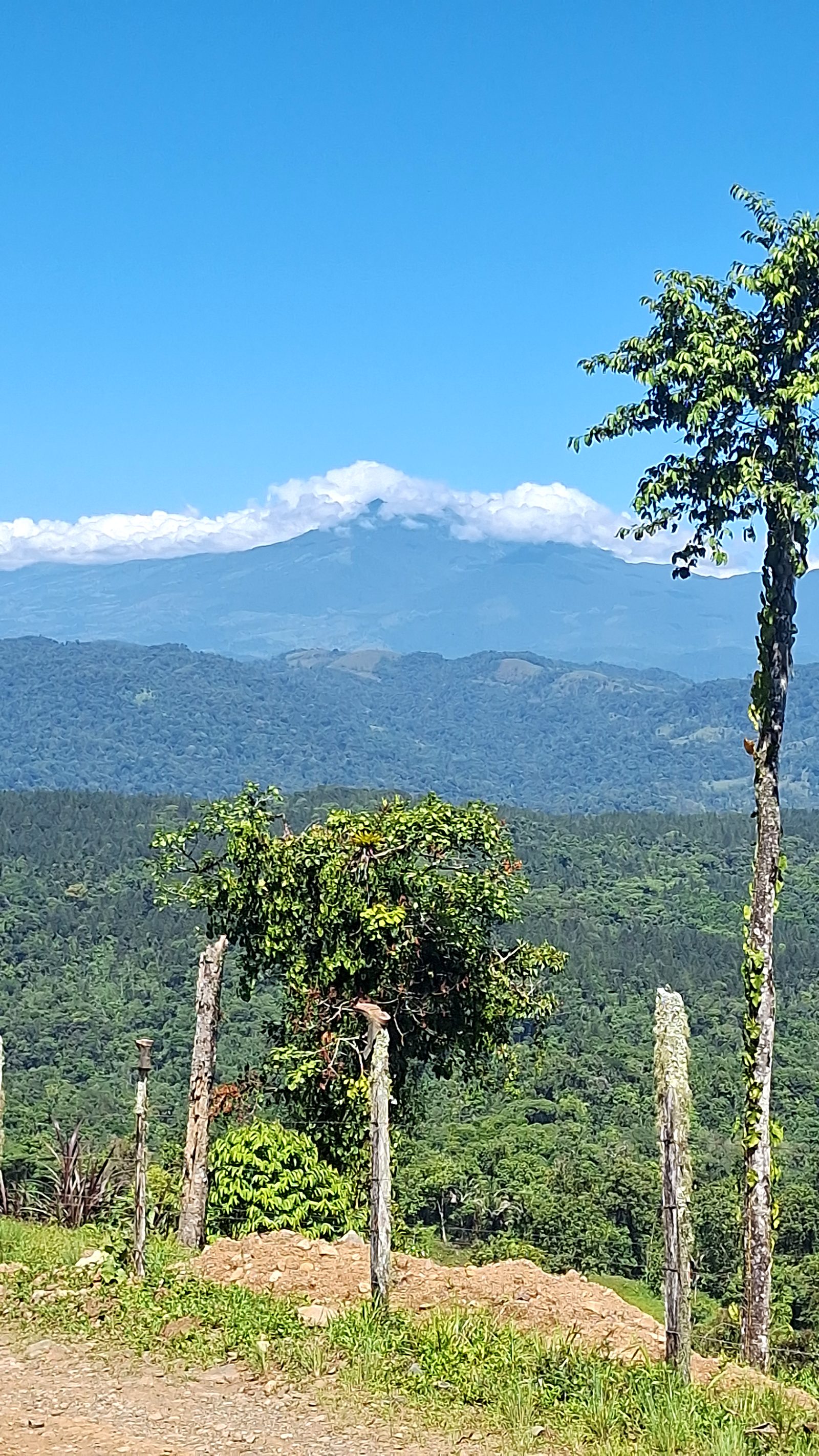 Mountains and a palm tree on the climb