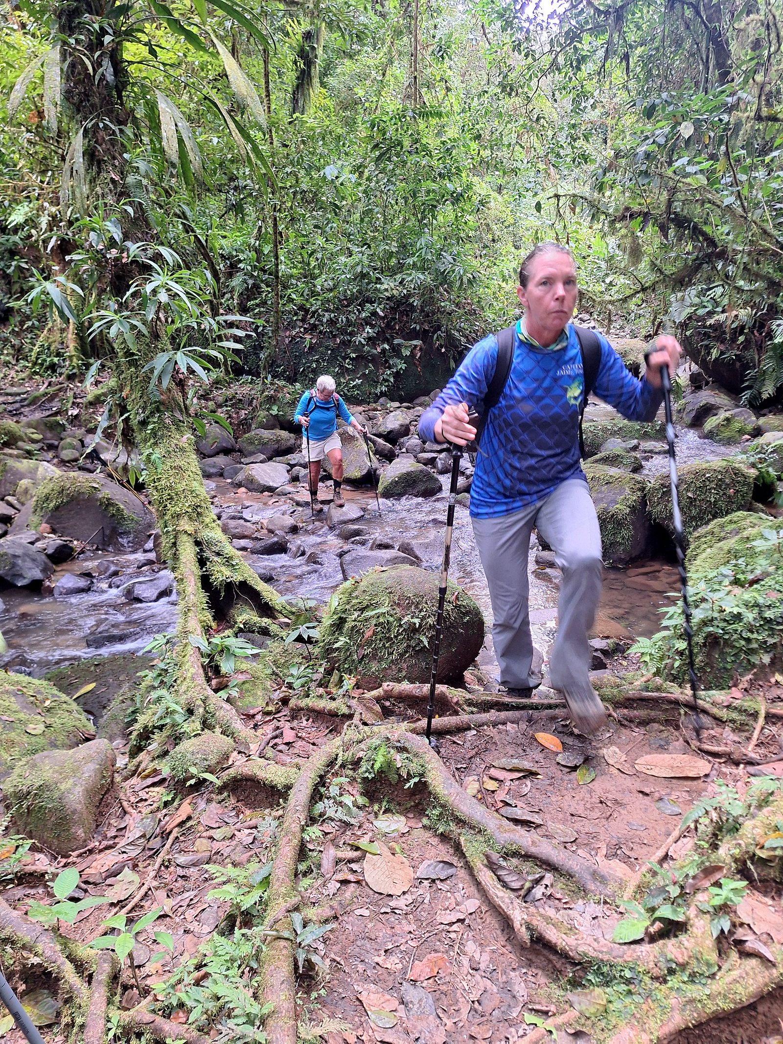A hiker on a rooty trail beside a stream, Day 4