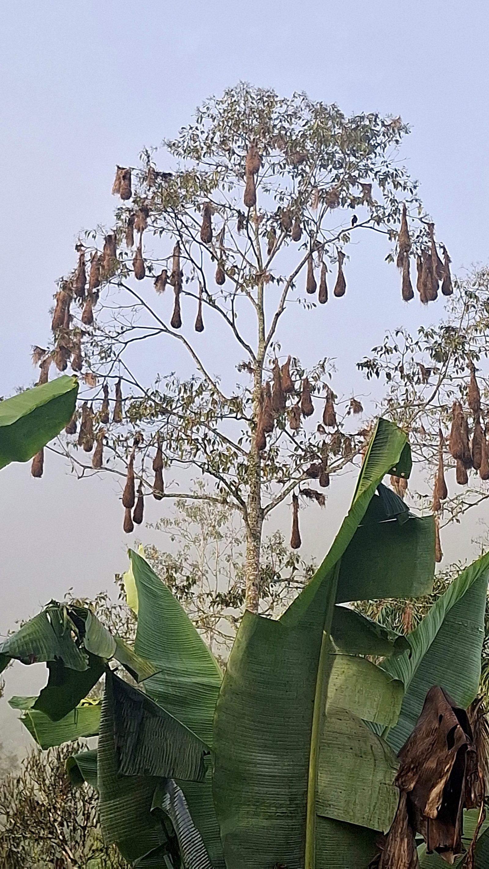 A flowering tree above banana plants, Day 6