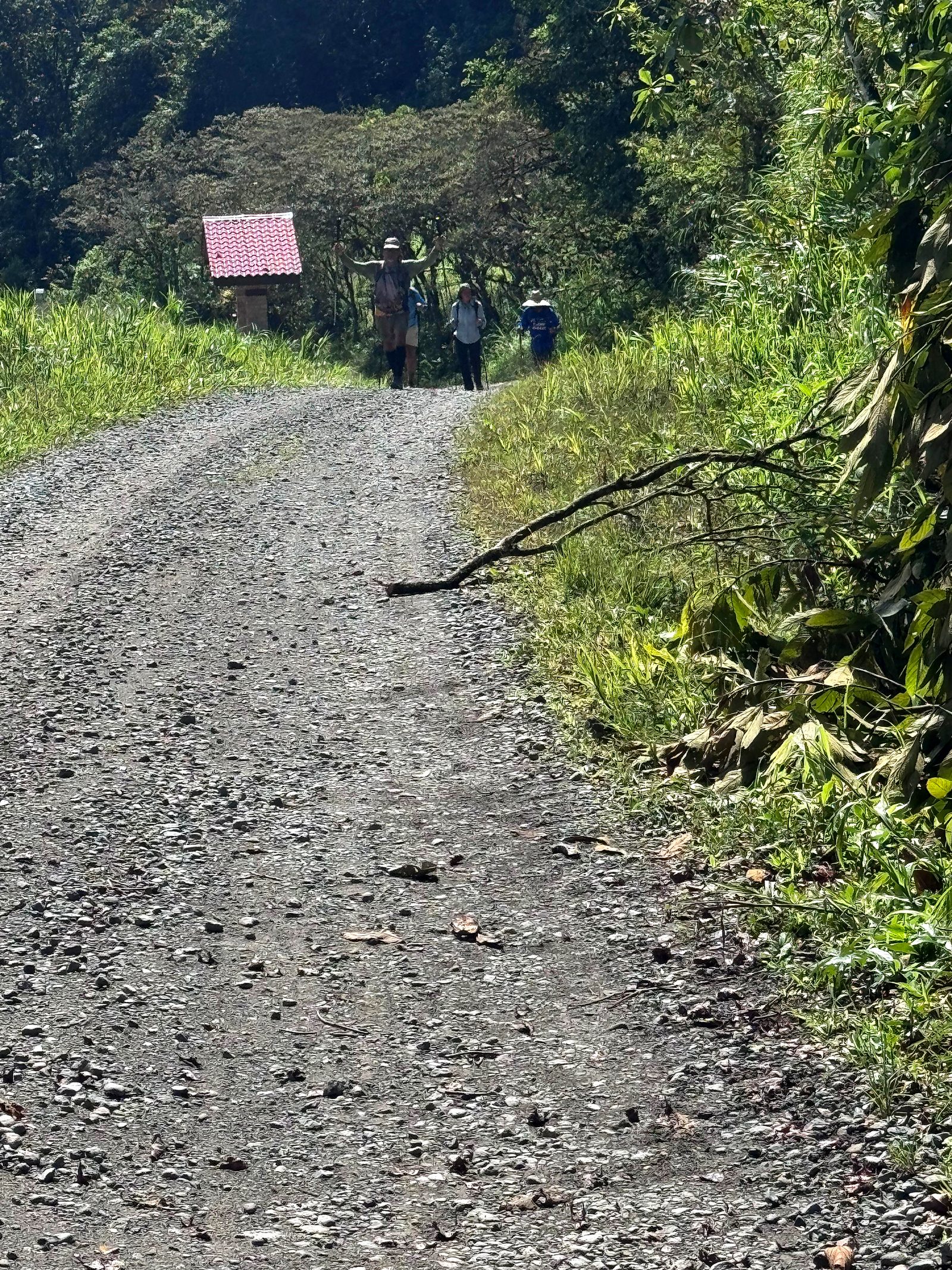 A gravel road into the cloud forest