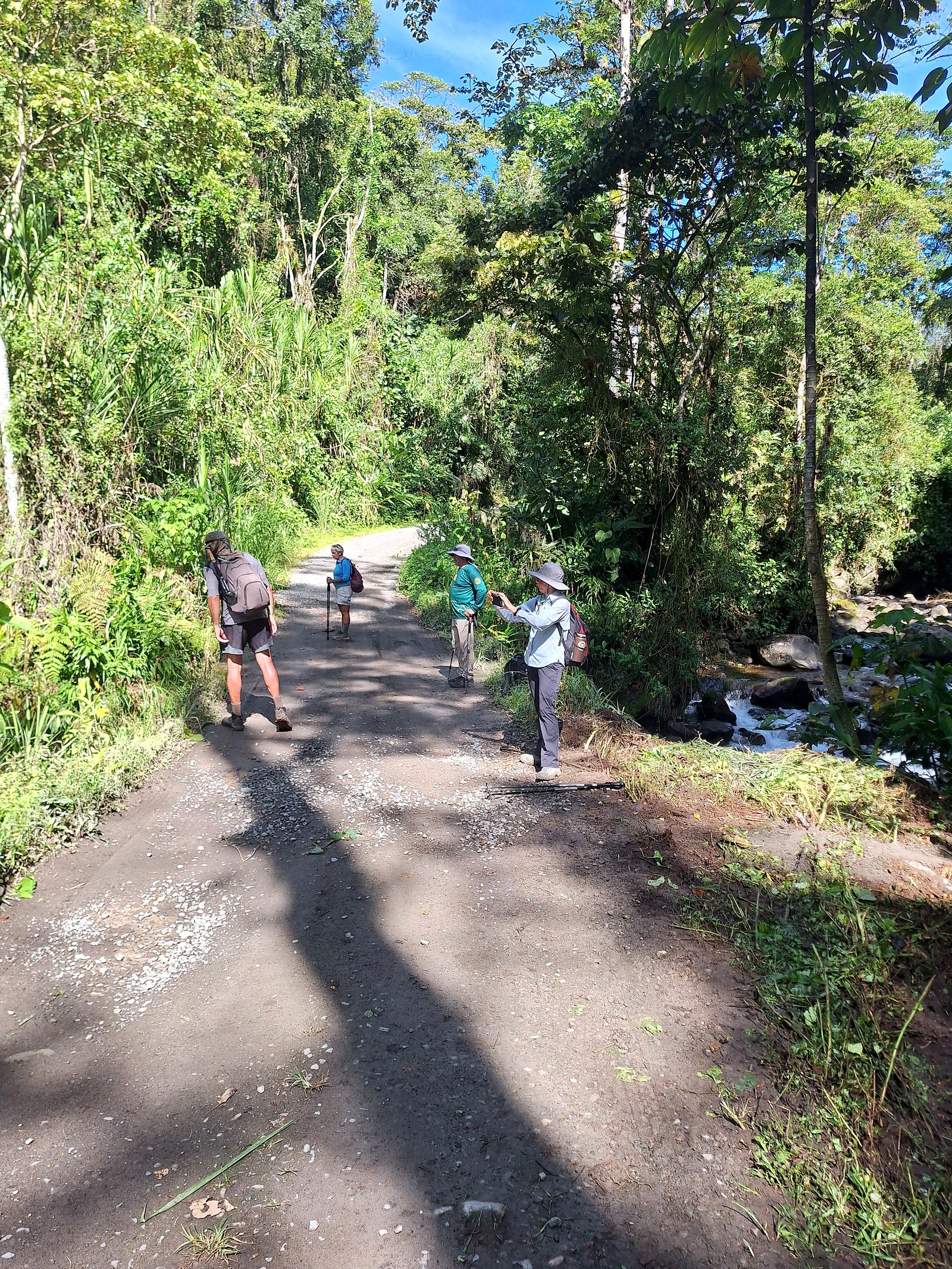 Hikers on a forest road above Orosi, Day 8