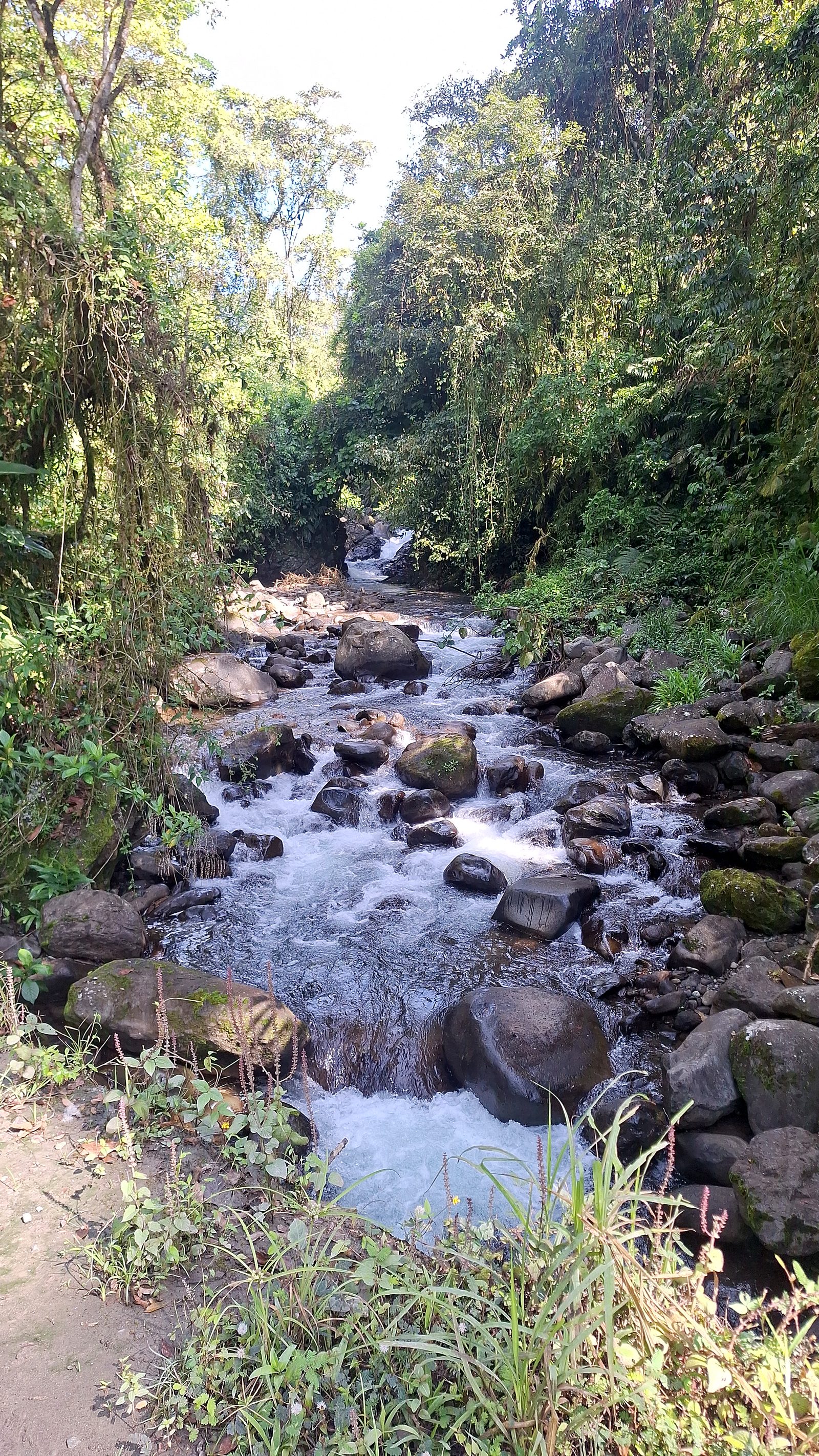 A rocky stream in the forest