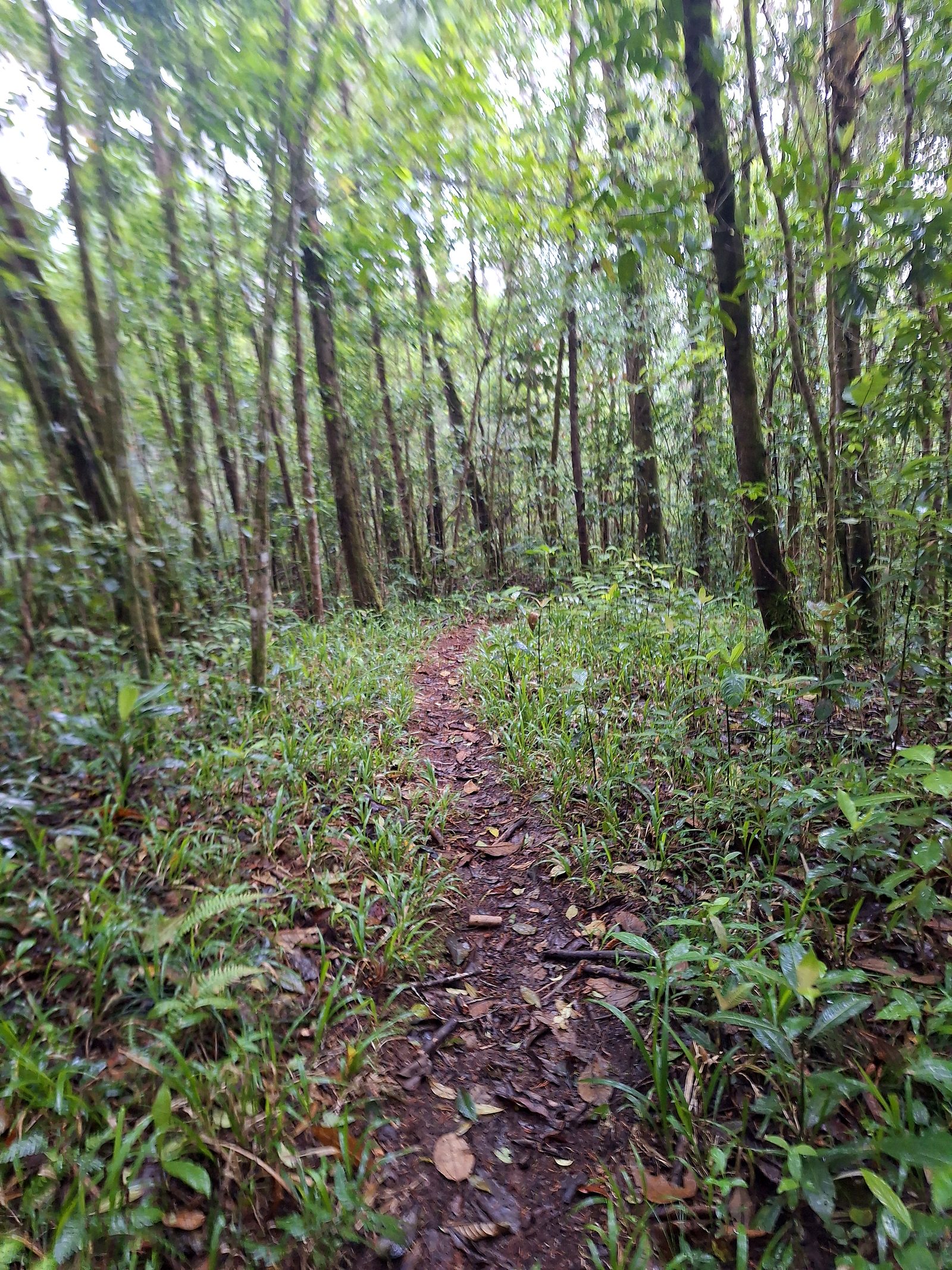 A path through tall forest