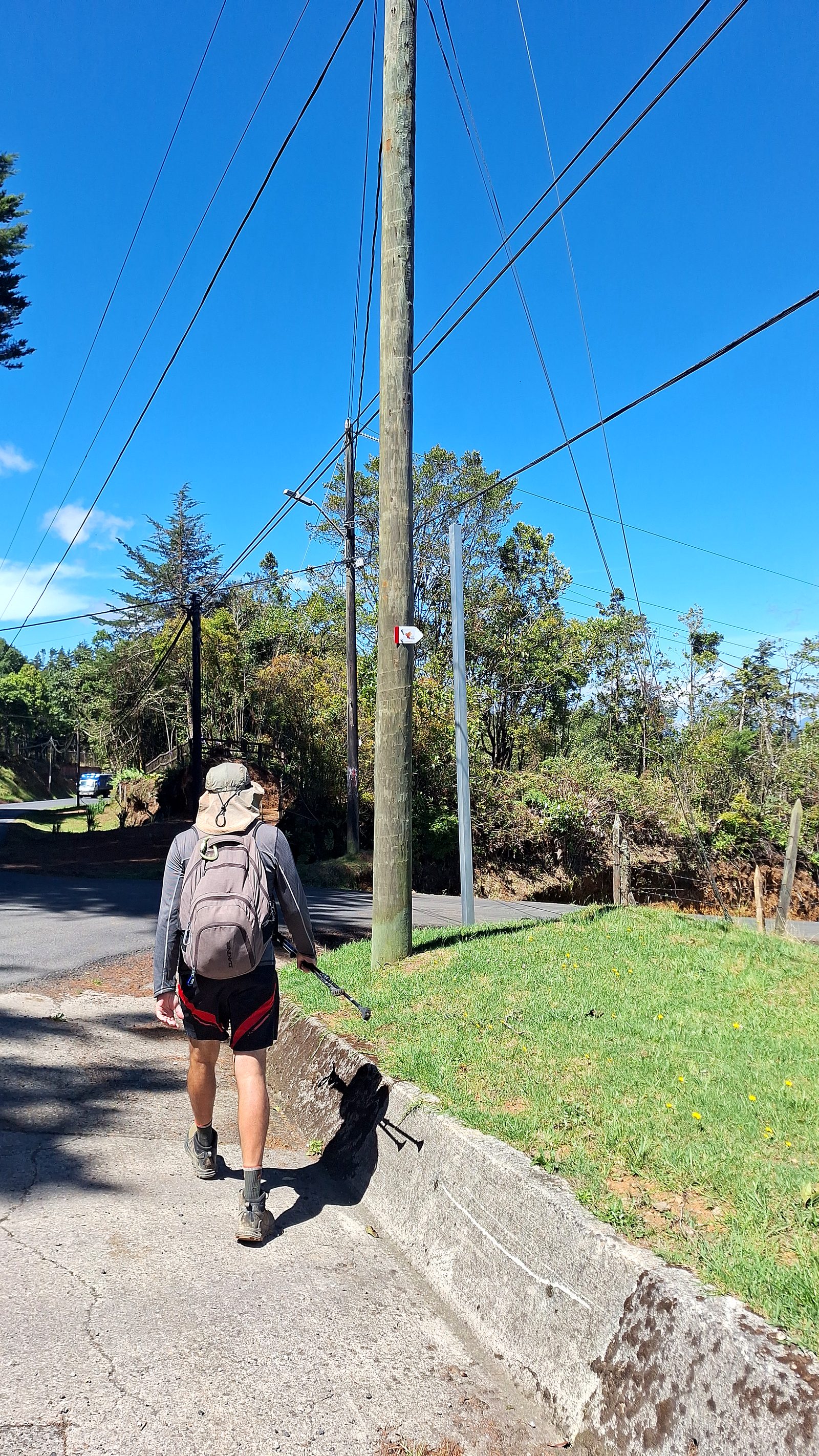 A hiker on a road lined with palms, Day 12