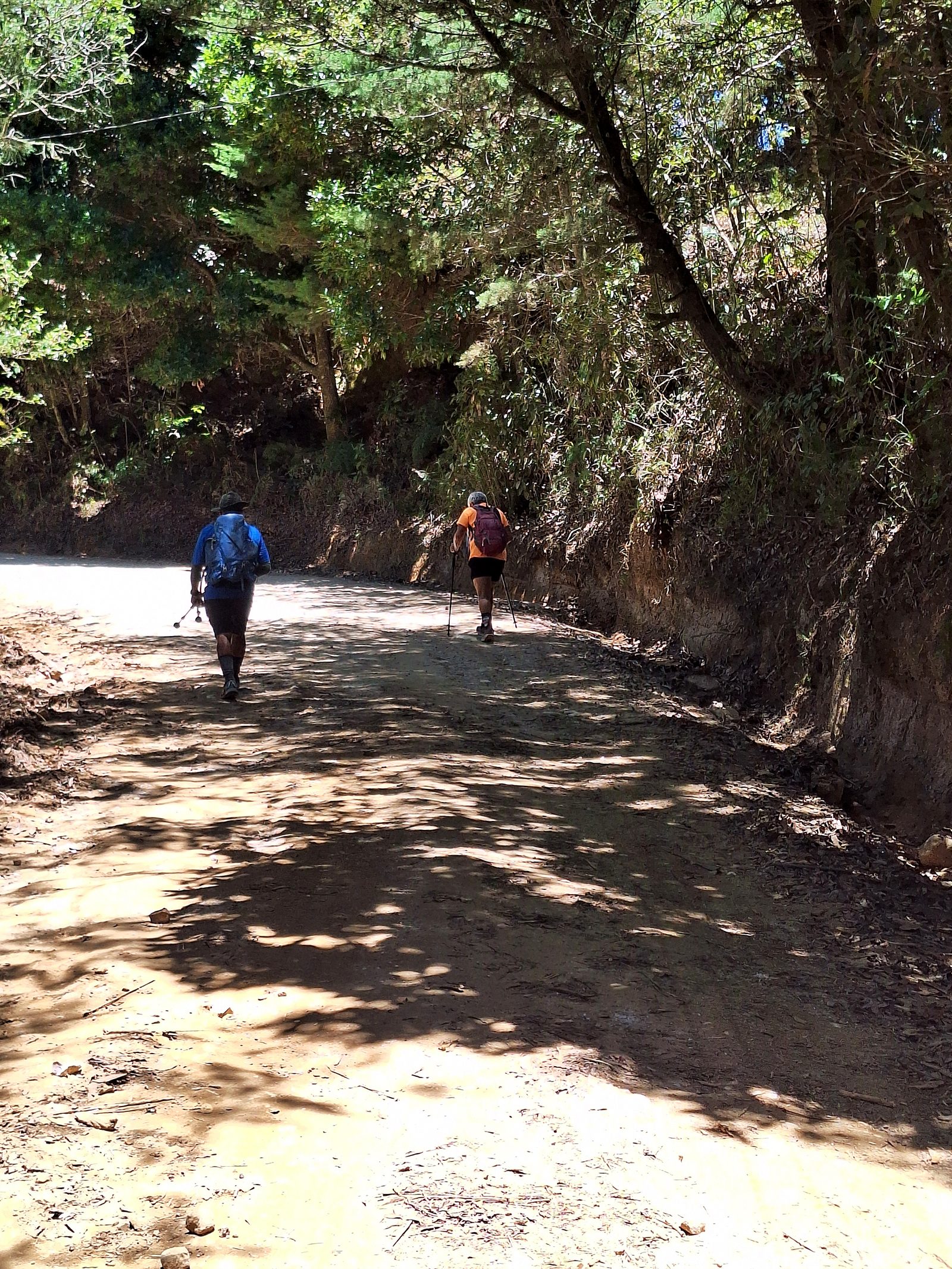 Hikers on a shady dirt road