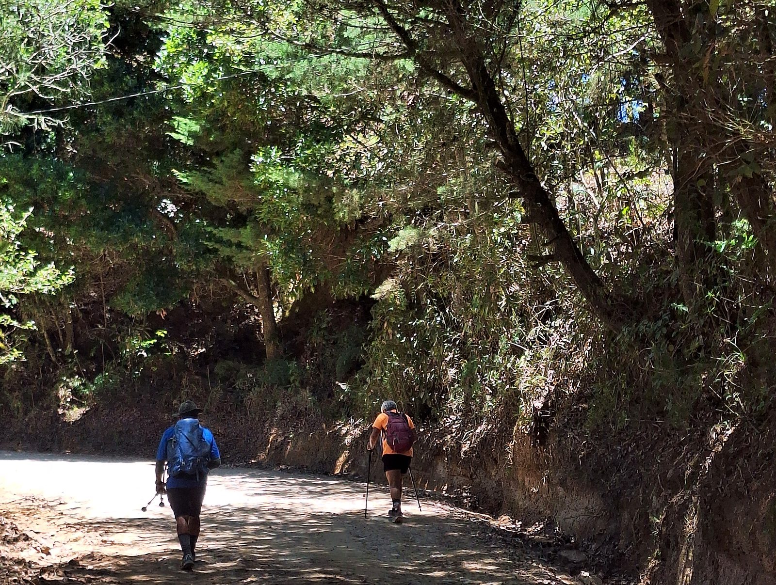 Big trees over the road in the Valle del General
