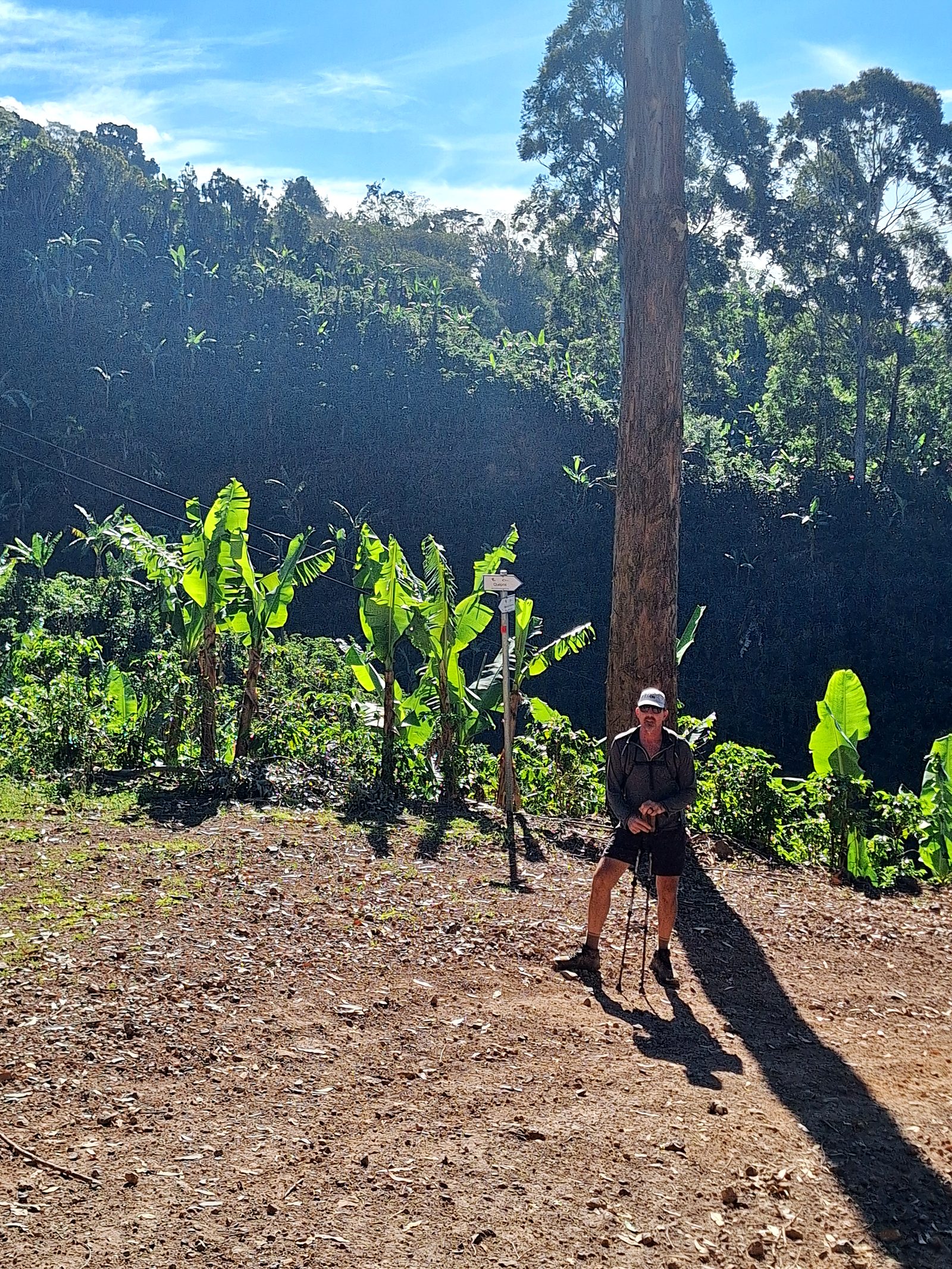 A tall tree and banana plants beside the trail, Day 13