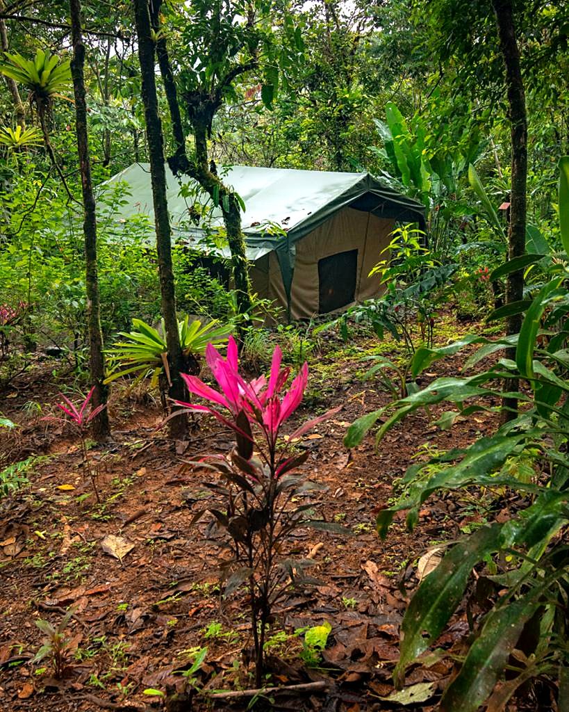 A tent among the trees, with red ti plants in front