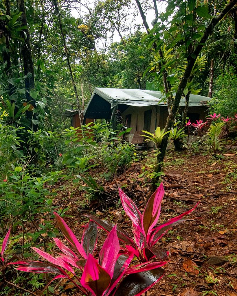 Tent seen from the garden through the plants