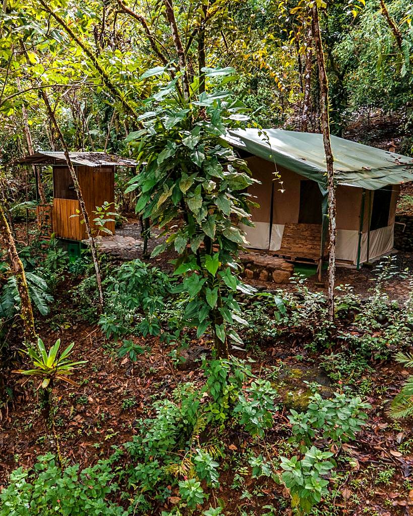 Two tents in the forest