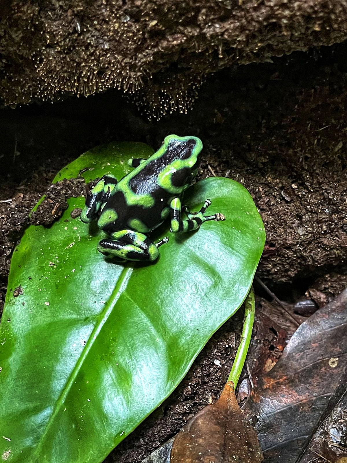 A green and black poison dart frog on a leaf